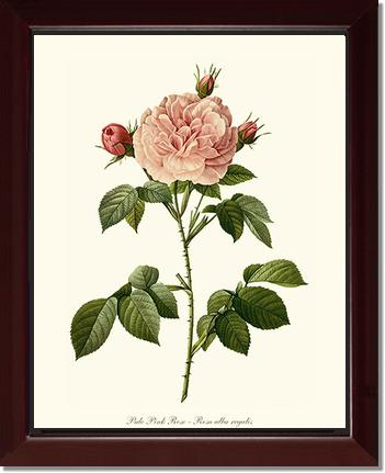 Rose Wall Art Print: Pale Pink Rose - Vintage Botanical Wall Decor- Charting Nature