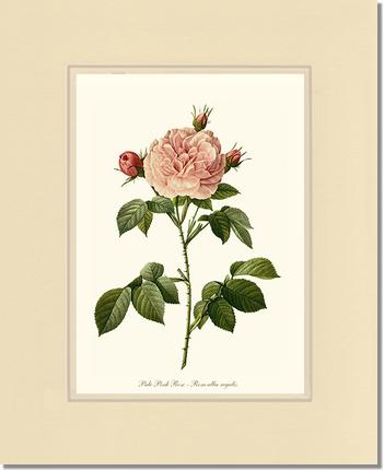 Rose Wall Art Print: Pale Pink Rose - Vintage Botanical Wall Decor- Charting Nature