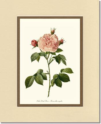 Rose Wall Art Print: Pale Pink Rose - Vintage Botanical Wall Decor- Charting Nature
