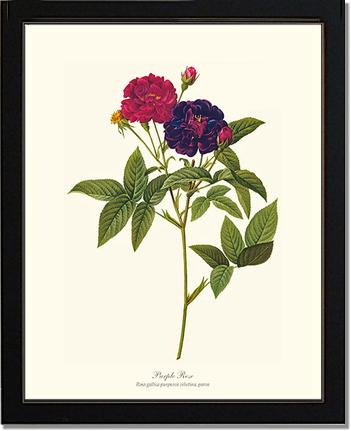 Rose Wall Art Print: Purple Rose - Vintage Botanical Wall Decor- Charting Nature
