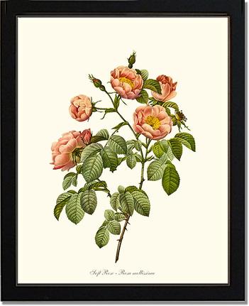 Rose Wall Art Print: Soft Rose - Vintage Botanical Wall Decor- Charting Nature