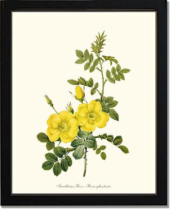 Rose Wall Art Print: Sweetbriar Rose, Yellow - Vintage Botanical Wall Decor- Charting Nature