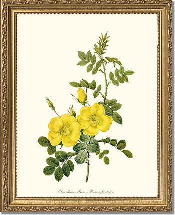 Rose Wall Art Print: Sweetbriar Rose, Yellow - Vintage Botanical Wall Decor- Charting Nature