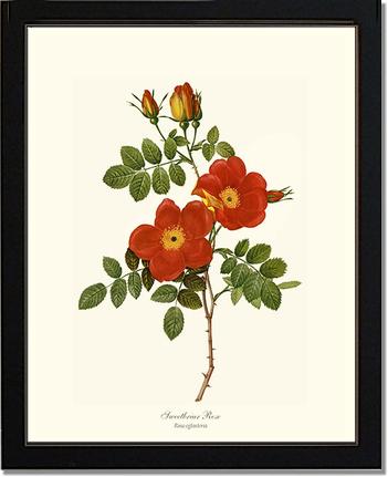 Rose Wall Art Print: Sweetbriar Rose - Vintage Botanical Wall Decor- Charting Nature
