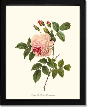Rose Wall Art Print: Tea Rose, Pink - Vintage Botanical Wall Decor- Charting Nature