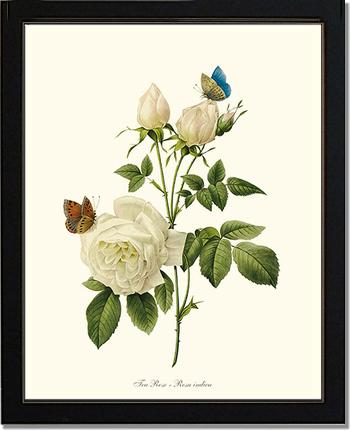 Rose Wall Art Print: Tea Rose, White - Vintage Botanical Wall Decor- Charting Nature