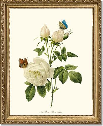 Rose Wall Art Print: Tea Rose, White - Vintage Botanical Wall Decor- Charting Nature