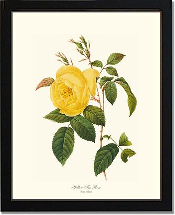 Rose Wall Art Print: Tea Rose, Yellow - Vintage Botanical Wall Decor- Charting Nature