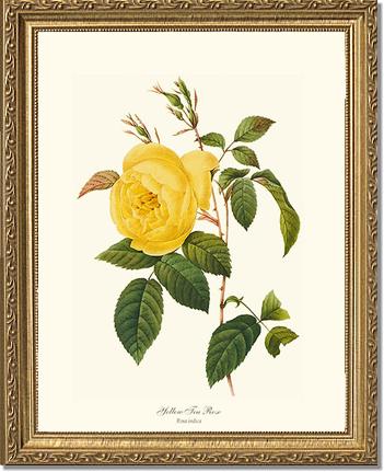 Rose Wall Art Print: Tea Rose, Yellow - Vintage Botanical Wall Decor- Charting Nature