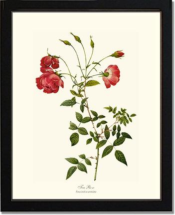 Rose Wall Art Print: Red Tea Rose - Vintage Botanical Wall Decor- Charting Nature