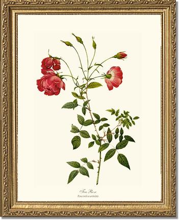 Rose Wall Art Print: Red Tea Rose - Vintage Botanical Wall Decor- Charting Nature