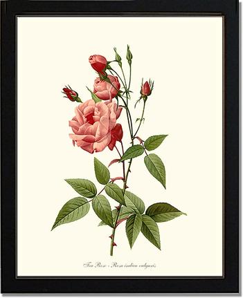 Rose Wall Art Print: Tea Rose, Common - Vintage Botanical Wall Decor- Charting Nature