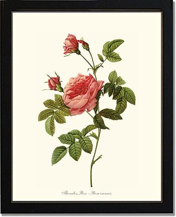 Rose Wall Art Print: Thornless Rose - Vintage Botanical Wall Decor- Charting Nature
