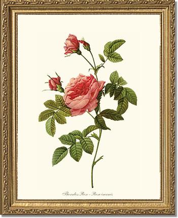 Rose Wall Art Print: Thornless Rose - Vintage Botanical Wall Decor- Charting Nature