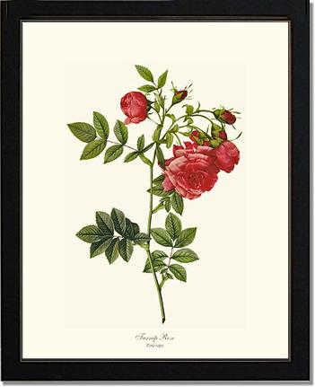 Rose Wall Art Print: Turnip Rose - Vintage Botanical Wall Decor- Charting Nature