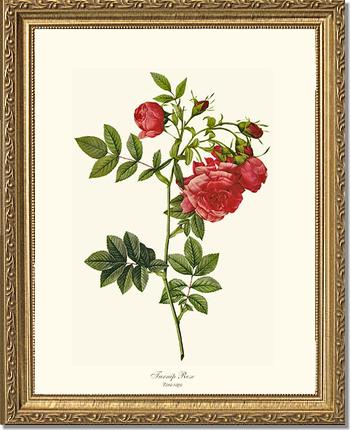 Rose Wall Art Print: Turnip Rose - Vintage Botanical Wall Decor- Charting Nature