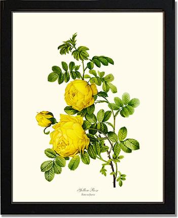 Rose Wall Art Print: Yellow Rose - Vintage Botanical Wall Decor- Charting Nature