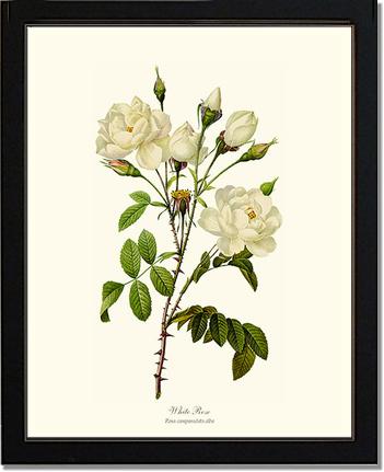 Rose Wall Art Print: White Rose - Vintage Botanical Wall Decor- Charting Nature