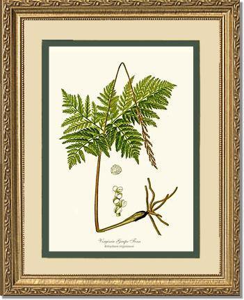 Virginia Grape Fern Botanical Wall Art Print-Charting Nature