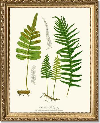 Scouler's Polypody Fern Botanical Wall Art Print-Charting Nature