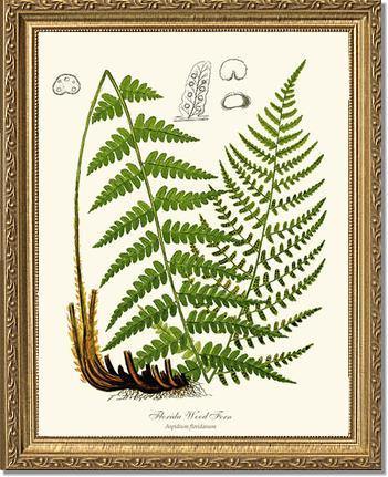 Florida Wood Fern Botanical Wall Art Print-Charting Nature