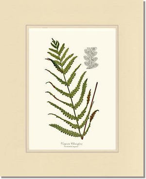 Virginia Chainfern Botanical Wall Art Print-Charting Nature