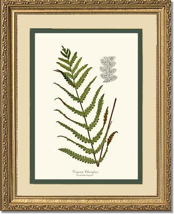 Virginia Chainfern Botanical Wall Art Print-Charting Nature