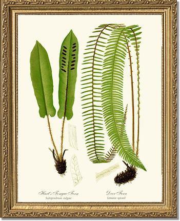 Hart's Tongue Fern Botanical Wall Art Print-Charting Nature