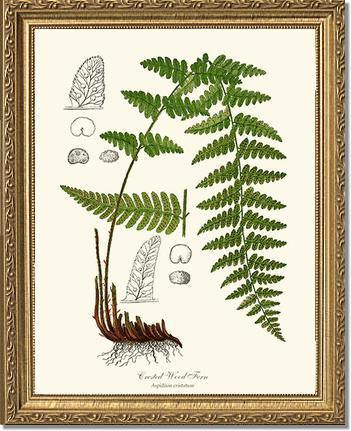 Crested Wood Fern Botanical Wall Art Print-Charting Nature