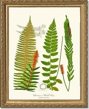 Chamisso Shield Fern Botanical Wall Art Print-Charting Nature