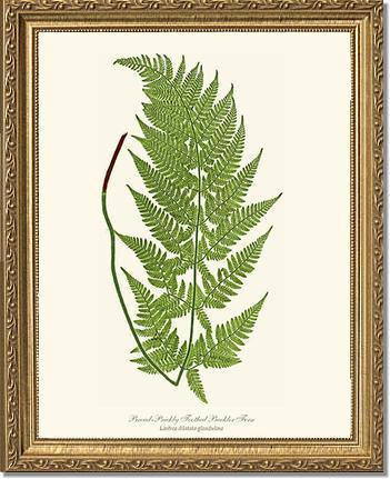 Broad prickly-toothed buckler fern Botanical Wall Art Print-Charting Nature