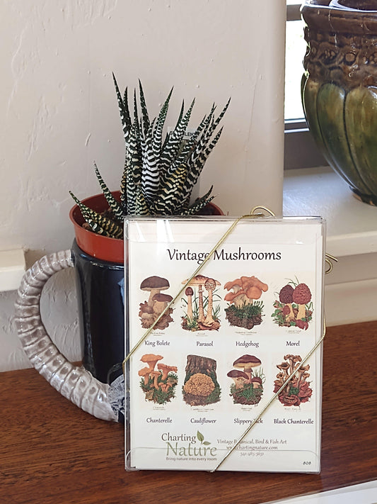 Antique Mushrooms II Notecards - Charting Nature