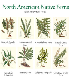 Vintage North America Native Ferns Note Card Set