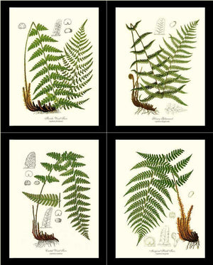 Vintage European Fern Print Set Botanical Wall Art Print-Charting Nature