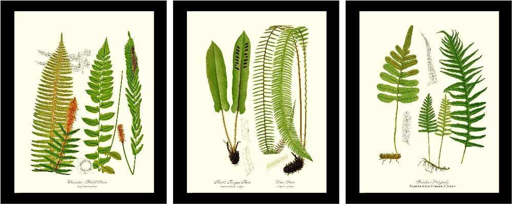 Vintage Fern Print Set Botanical Wall Art Print-Charting Nature