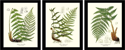 Vintage Fern Prints Set Botanical Wall Art Print-Charting Nature