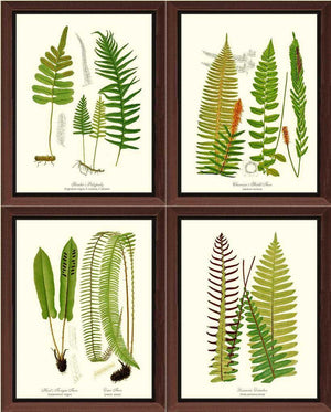 Vintage Fern Print Set Botanical Wall Art Print-Charting Nature