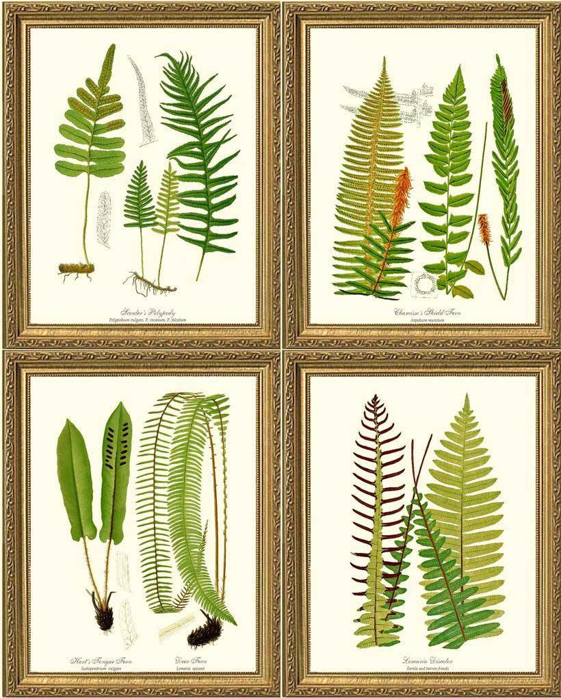 Vintage Fern Print Set Botanical Wall Art Print-Charting Nature