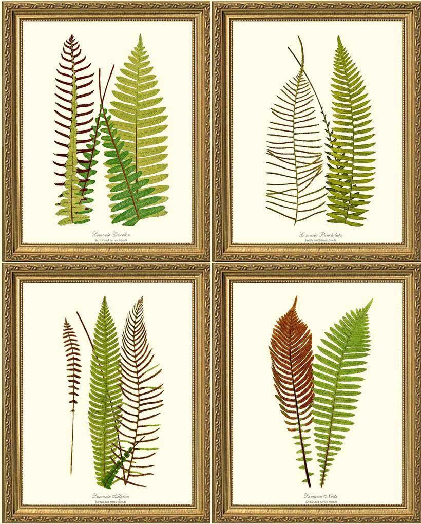 Vintage Fern Print Set Botanical Wall Art Print-Charting Nature