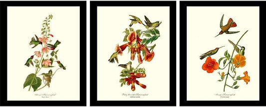 Audubon Bird Art Prints | Framed Vintage Set