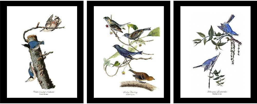 Audubon Blue Bird Framed Prints