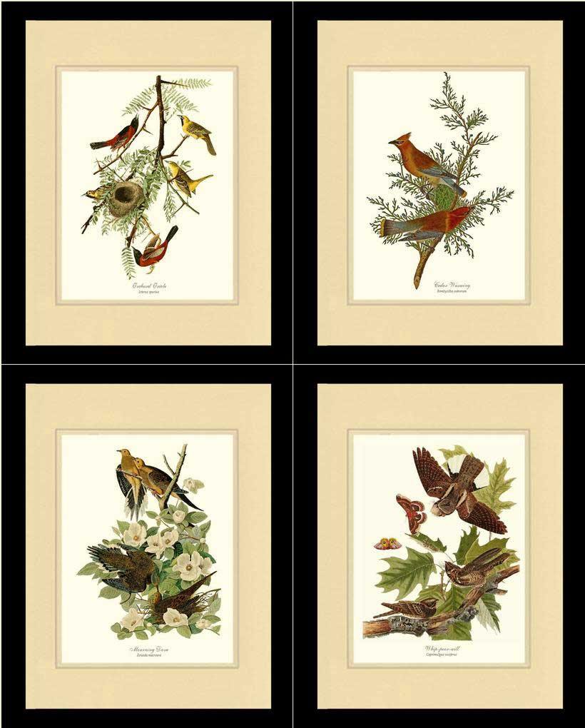 Audubon Set of 4 Matching Bird Prints. Brown Theme. - Charting Nature