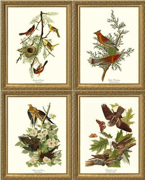 Audubon Bird Prints | Matching Set of 4 Framed Vintage  Prints