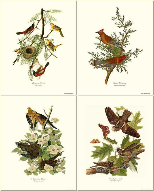 Audubon Bird Prints | Matching Set of 4 Vintage Prints