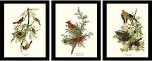 Audubon Brown Bird Art Prints | Framed Vintage Set