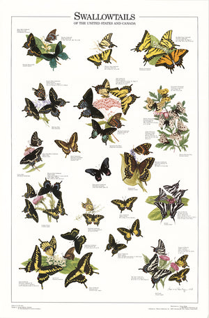 Swallowtails of the U.S. and Canada - Charting Nature