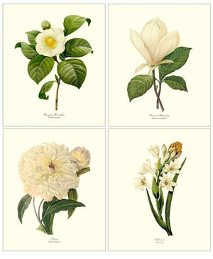 White Flower Floral Botanical Prints Set