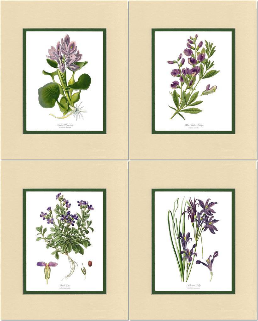 Lavender Flower Botanical Print Set - Charting Nature