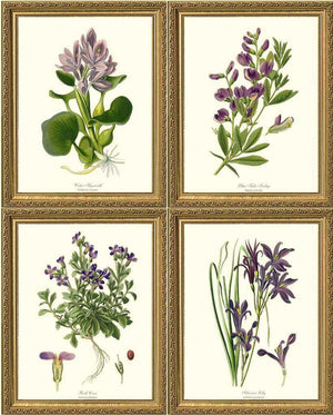 Lavender Flower Botanical Print Set - Charting Nature