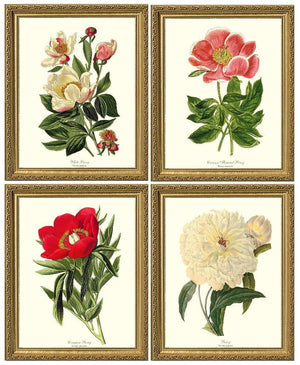 Vintage Peony Botanical Print Framed Set
